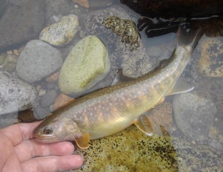 九頭竜川水系でイワナ釣り